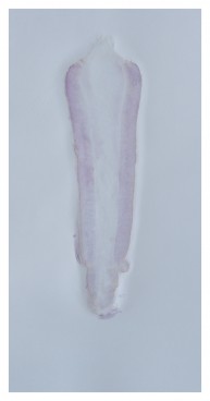 purple carrot I